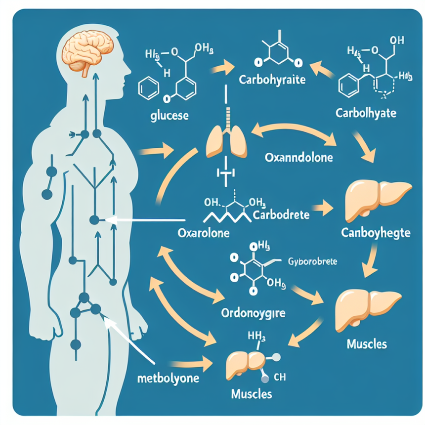 Effet de l'oxandrolone sur le métabolisme du glucose et des glucides
